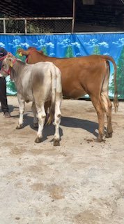 Chorva mollari — O'zbekiston