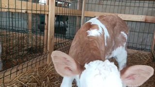 Original Simmental Buqacha — Namangan