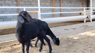 ZOTI TOZA XSORI QO'YLAR KELDI 🐑✨ — Namangan