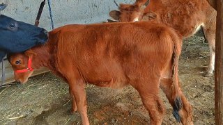 Ona bola sigir sotiladi — O'zbekiston