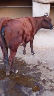 Bugʻoz gʻunajin 6 oylik buyi 125 — O'zbekiston