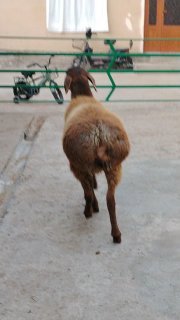 NAMANGANDA ZOTI TOZA ARASHAN XISOR QOZILAR KELDI 🐑✨ — Namangan
