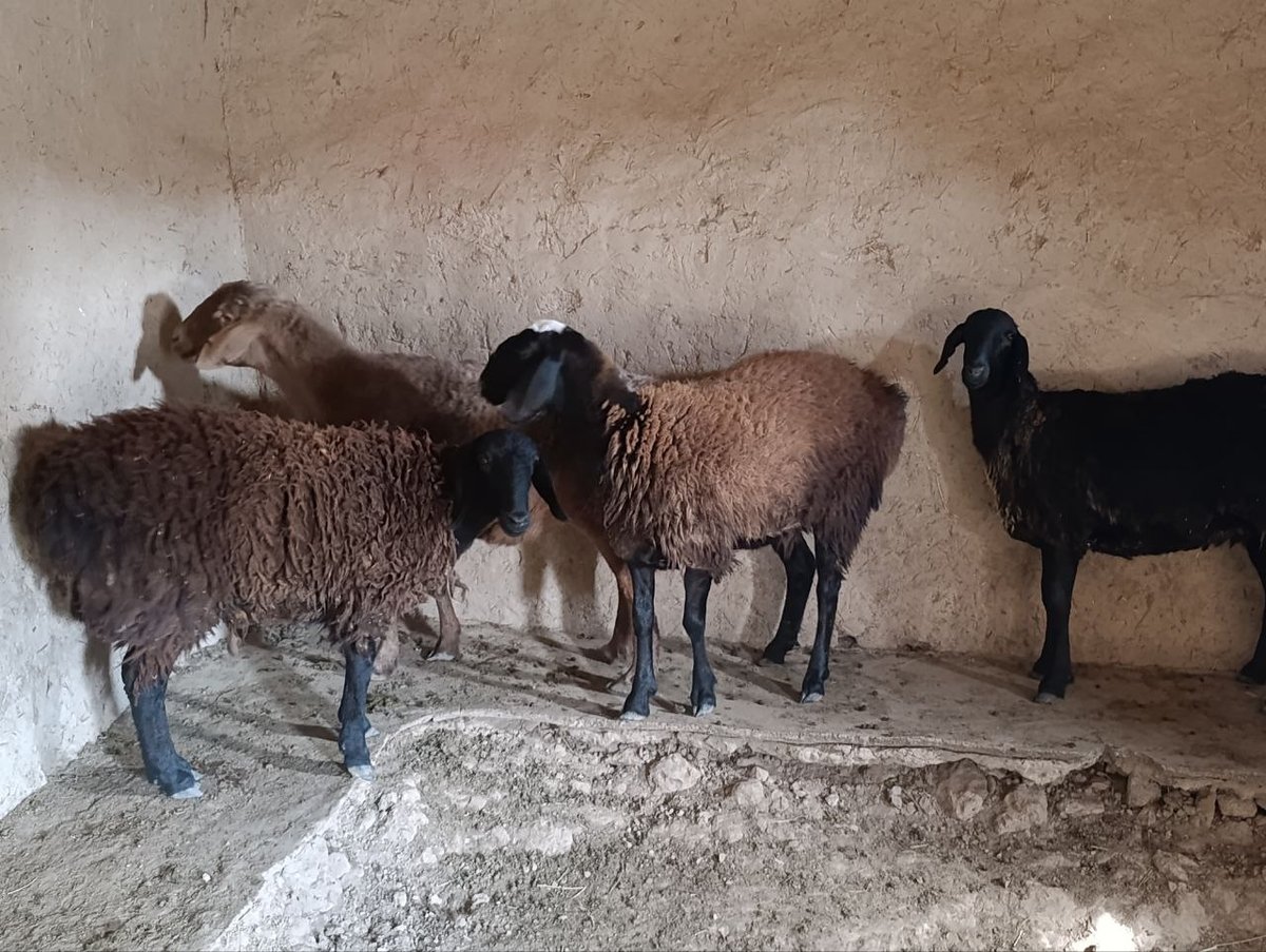 4ta quy sotiladi — Qashqadaryo