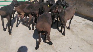 NAMANGANDA ZOTI TOZA XISOR KELDI 🐑✨ — Namangan