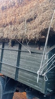 Тошкент тупакли мош пресси удари бедадан фойдали аник — Toshkent