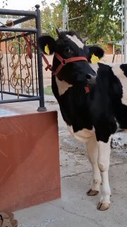 Ола Парода Ишкивозига Шу Хуножинимиз Сотилади йош ойлиги… — Namangan