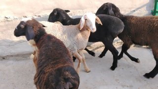 NAMANGANDA ZOTI XISOR QOZILAR KELDI 🐑✨ — Namangan