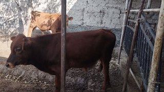 Chiroylik buzoqchalar keldi — Andijon viloyati Oltinkoʻl tumani