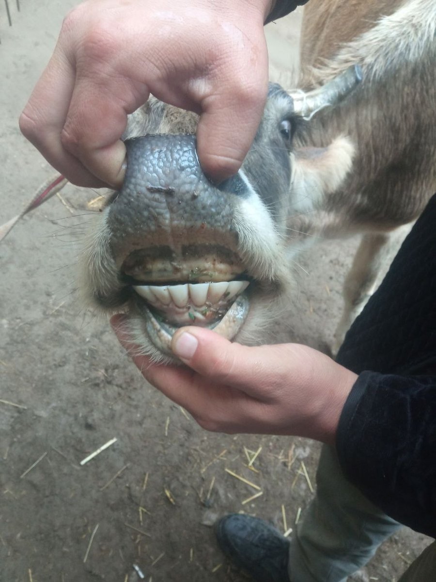 2 chi qoringa bugoz sigir sotiladi — Jizzax