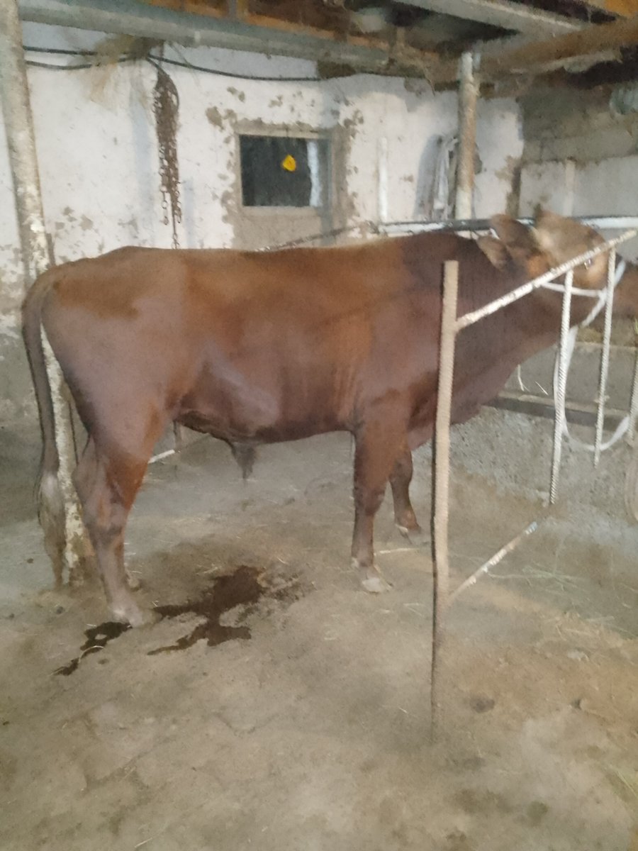 buqalar sotiladi — Sirdaryo