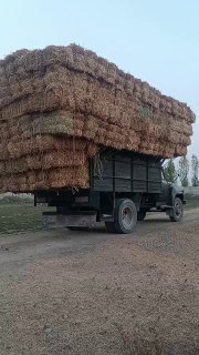 Тошкент сомон майини — Toshkent