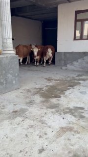Narxi 85 milyondan — O'zbekiston