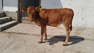 Limuzin hunajin sotiladi — O'zbekiston