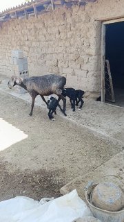 Ona bola quy sotiladi — O'zbekiston