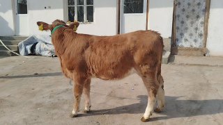 Gibrid xunajin sotiladi — O'zbekiston