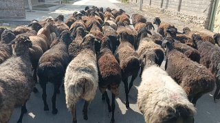 Yoshi katta qoʻylar sotiladi soni 60 ta 3500 kami bor — O'zbekiston