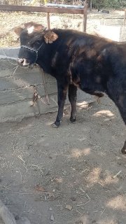 2ta novos sotiladi — Jizzax