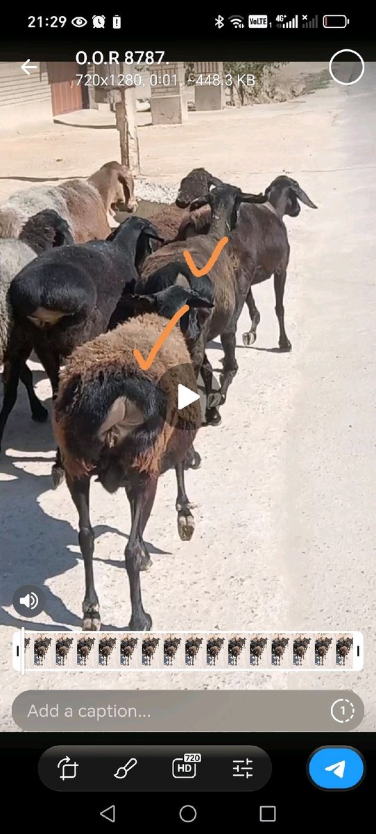 Qo'y — Qashqadaryo viloyati, Mirishkor tumani