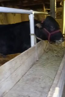 сифат зуридан букача сотилади 17500 ками бор жиззах шахар… — Jizzax
