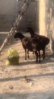 Сотилади 2та солих нархи 10 милен ками бор дастафка йук… — Namangan