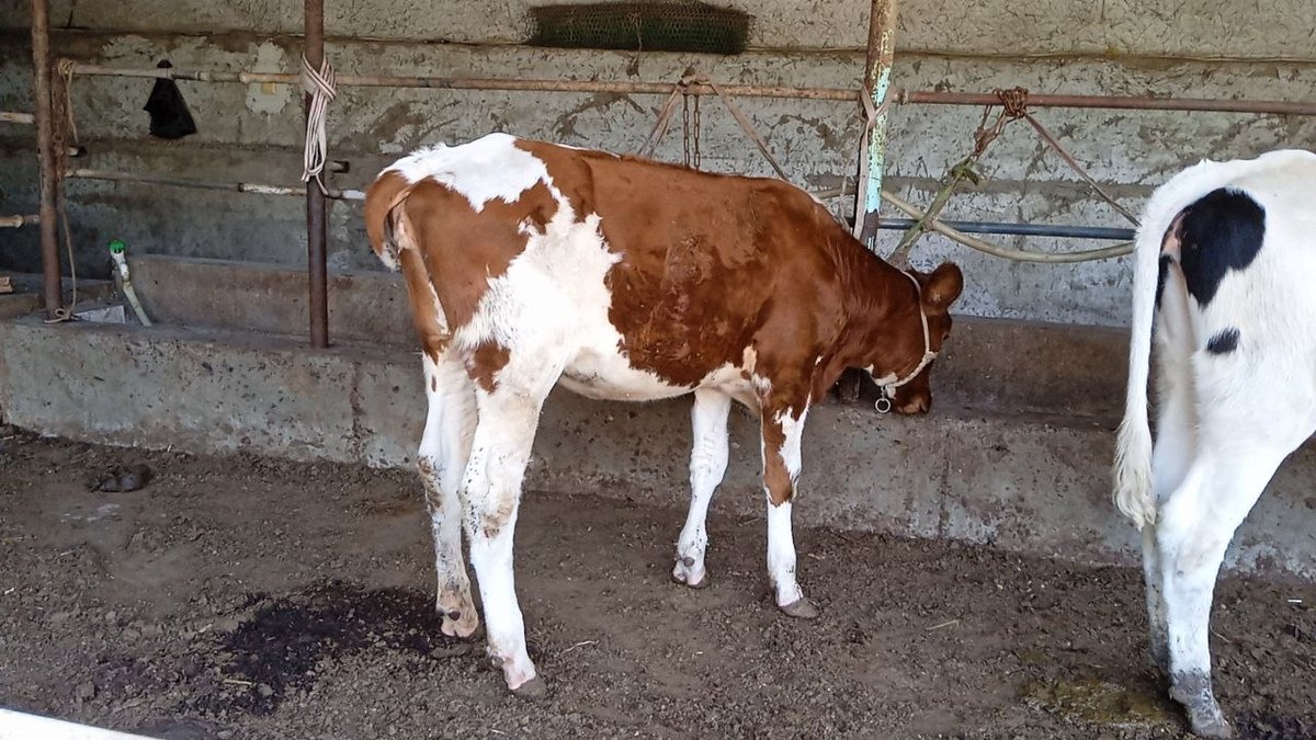 Sotiladi simentall gibrid — O'zbekiston