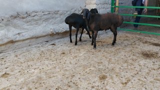 NAMANGANDA ZOTI TOZA ARASHAN XISOR QOʻZILAR KELDI 🐑✨ — Namangan