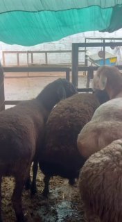 3 ta kashtan sovliq buyi 80+ — Fargona Rishton Tumani