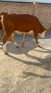 Narxi 44 milyon 500 dan — O'zbekiston