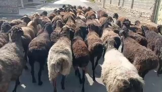 Yoshi katta qoʻylar sotiladi soni 60 ta 3500 kami bor — O'zbekiston