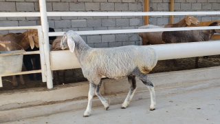 ZOTI TOZA QO'YLAR KELDI 🐑✨ — Namangan