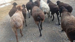 10 ta yosh qo‘ylar sotiladi — .Jizzax viloyati Baxmal tumani.