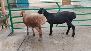 NAMANGANDA ZOTI TOZA ARASHAN XISOR QOZILAR KELDI 🐑✨ — Namangan