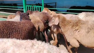 Yangi partiya sovliqlar keldi — O'zbekiston