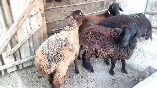 Кучкорлар сотилади — Navoiy