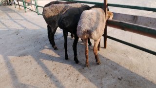 NAMANGANDA ZOTI TOZA ARASHAN XISOR QOZILAR KELDI 🐑✨ — Namangan