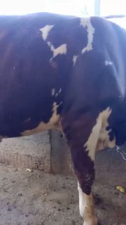 buqacha sotladi 31500 mlyon xayri bor bo'yi 130 Toshkenta — Toshkent