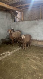 Shu soliq qo’ylar sotiladi — Andijon viloyati Izboskan tumani