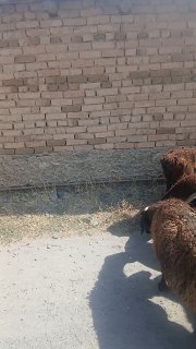 35ta bir en panji sovliqlar sotiladi — Jizzax