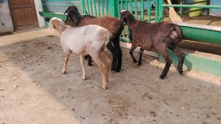 NAMANGANDA ZOTI XISOR QOZILAR KELDI 🐑✨ — Namangan