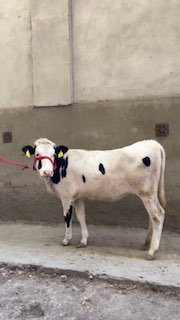 Danya Xunajin Sotiladi — Andijonda