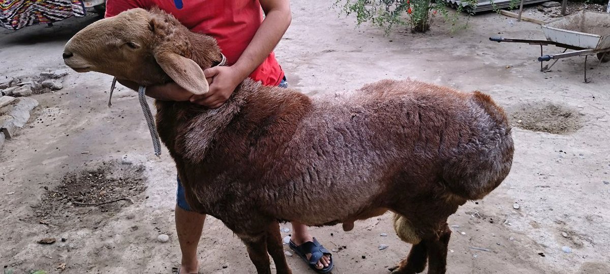 Qo'y — Andijon viloyati, Andijon shahri