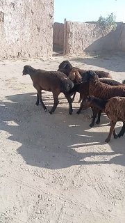 Shu quylar. Sotiladi. Hamasi — O'zbekiston