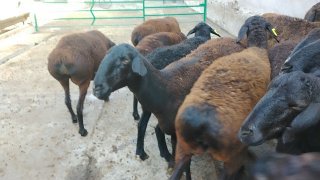 NAMANGANDA ZOTI TOZA XISOR SOVLIQLAR KELDI 🐑✨ — Namangan
