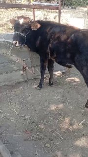5ta novos sotiladi — Jizzax