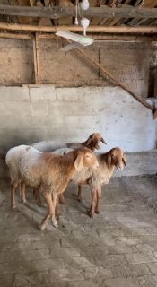 Shu yosh soliq qo’ylar sotiladi — Andijon viloyati Izboskan tumani