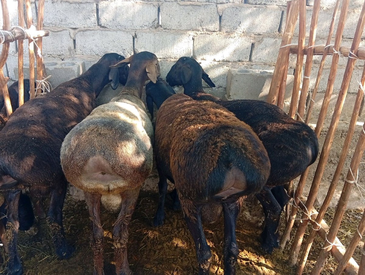 Qo'y — Qashqadaryo viloyati, Qamashi tumani