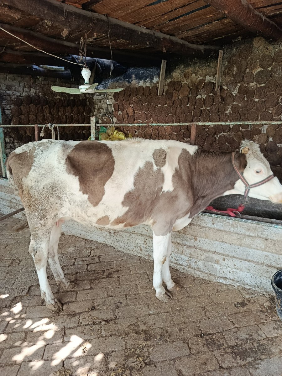 Shu ena bola sigirmiz — Andijon, Asaka