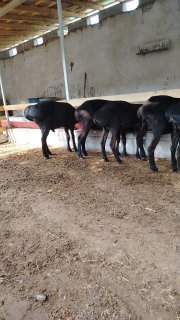 Qo'ylar sotiladi — Namangan viloyati Uchqorgon tumani Tegirmon qishlog'i