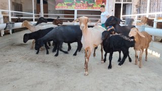 NAMANGANDA ZOTI TOZA XSORI ONA BOLA QO'YLAR KELDI 🐑✨ 6.TA… — Namangan
