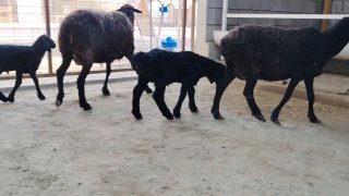 NAMANGANDA ZOTI TOZA XSORI ONA BOLA QO'YLAR KELDI 🐑✨ 2.TA… — Namangan